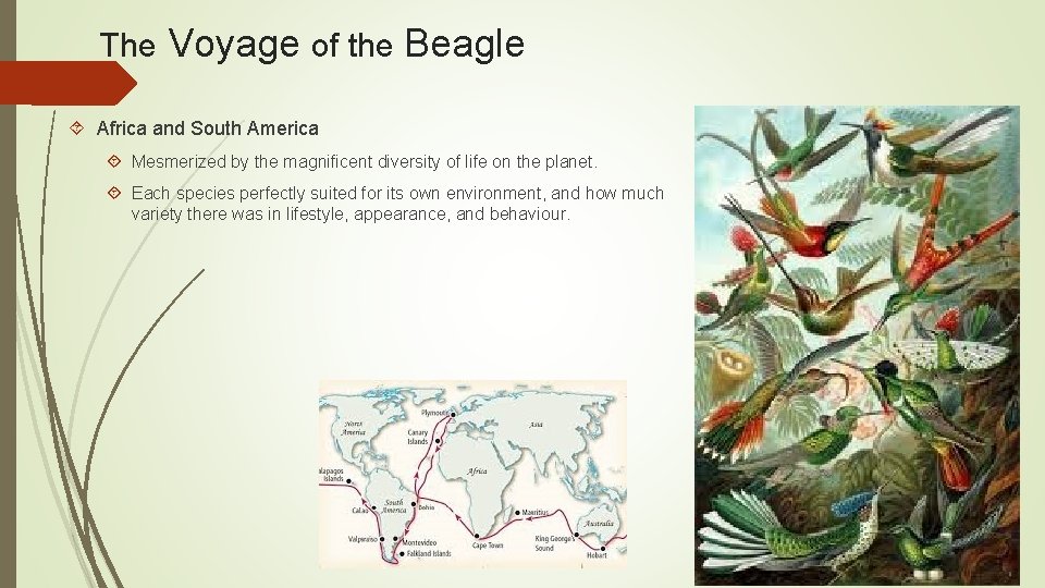 The Voyage of the Beagle Africa and South America Mesmerized by the magnificent diversity