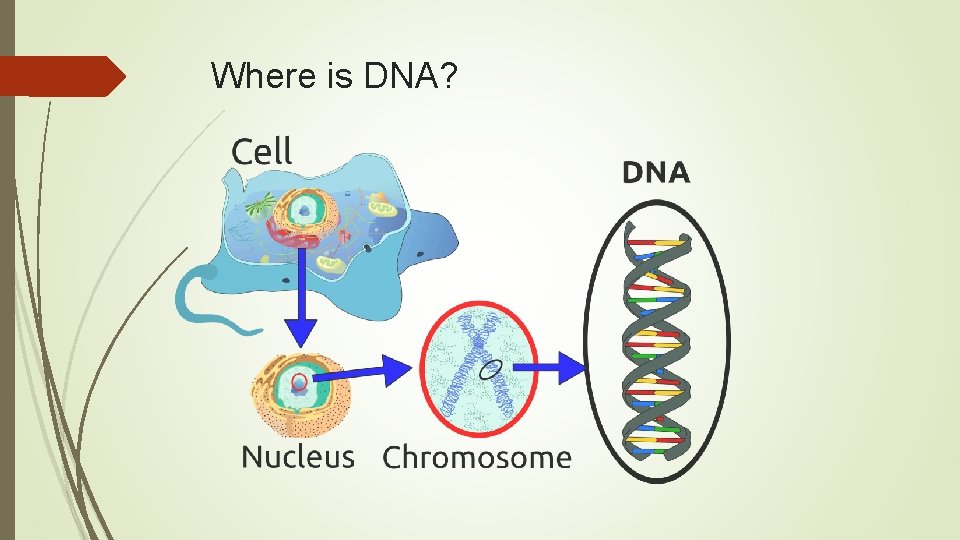 Where is DNA? 