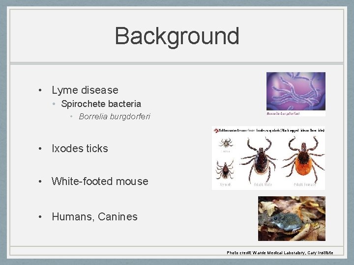 Background • Lyme disease • Spirochete bacteria • Borrelia burgdorferi • Ixodes ticks •