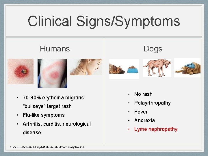 Clinical Signs/Symptoms Humans • 70 -80% erythema migrans “bullseye” target rash • Flu-like symptoms