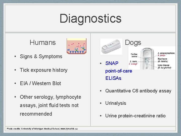 Diagnostics Humans Dogs • Signs & Symptoms • SNAP • Tick exposure history •