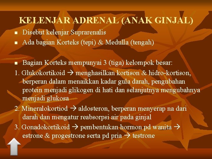 KELENJAR ADRENAL (ANAK GINJAL) n n Disebut kelenjar Suprarenalis Ada bagian Korteks (tepi) &