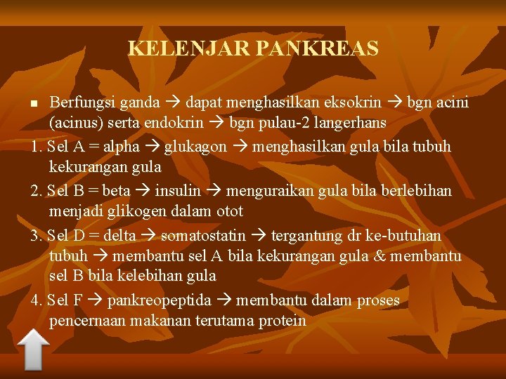 KELENJAR PANKREAS Berfungsi ganda dapat menghasilkan eksokrin bgn acini (acinus) serta endokrin bgn pulau-2