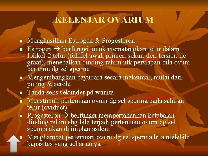 KELENJAR OVARIUM n n n n Menghasilkan Estrogen & Progesteron Estrogen berfungsi untuk mematangkan