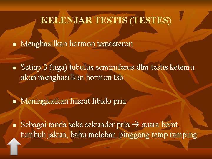 KELENJAR TESTIS (TESTES) n n Menghasilkan hormon testosteron Setiap 3 (tiga) tubulus seminiferus dlm