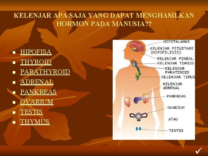 KELENJAR APA SAJA YANG DAPAT MENGHASILKAN HORMON PADA MANUSIA? ? n n n n