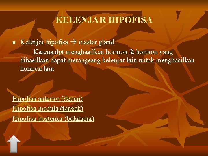 KELENJAR HIPOFISA n Kelenjar hipofisa master gland Karena dpt menghasilkan hormon & hormon yang