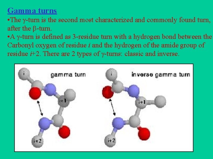 Gamma turns • The -turn is the second most characterized and commonly found turn,