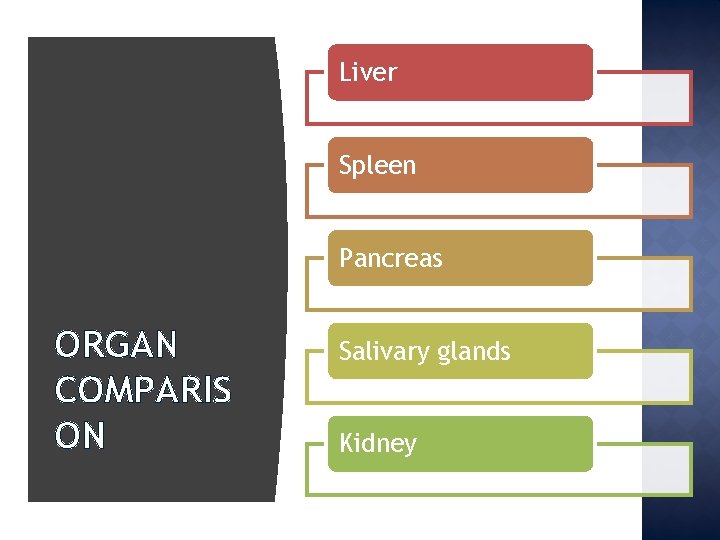 Liver Spleen Pancreas ORGAN COMPARIS ON Salivary glands Kidney 