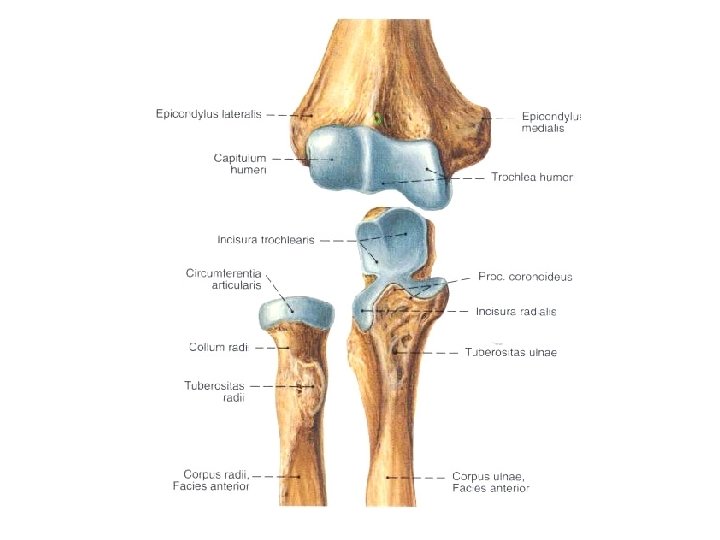 Ellenbogengelenk und die darauf wirkenden Muskeln Dr Fehr