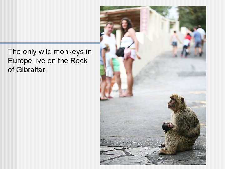 The only wild monkeys in Europe live on the Rock of Gibraltar. 