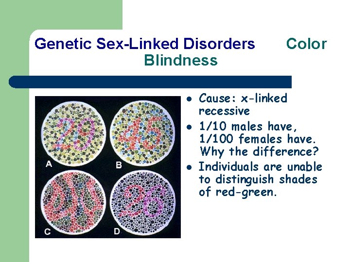 Genetic Sex-Linked Disorders Color Blindness l l l Cause: x-linked recessive 1/10 males have,