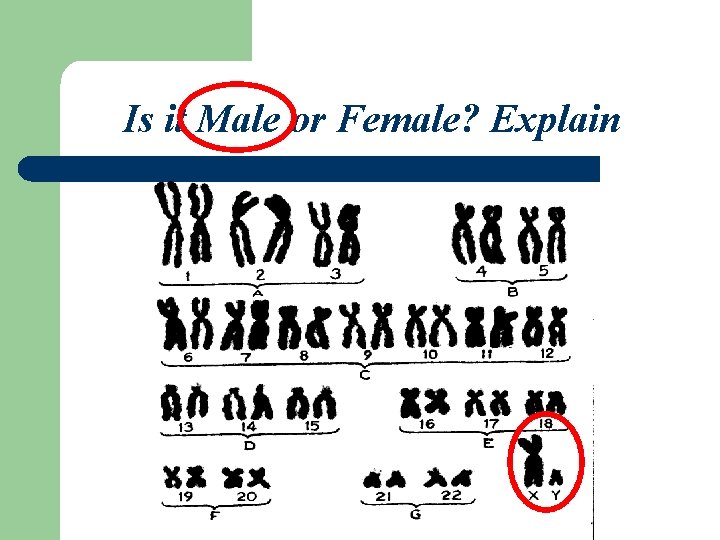 Is it Male or Female? Explain 