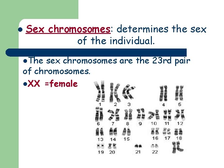 l Sex chromosomes: determines the sex of the individual. l. The sex chromosomes are