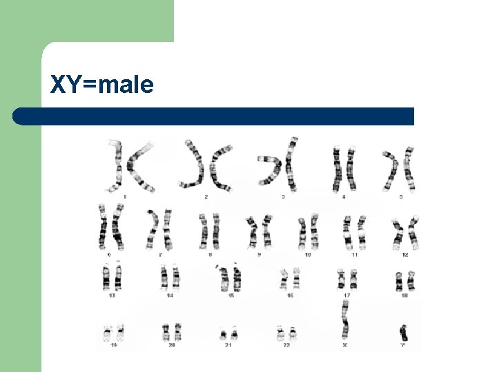 XY=male 