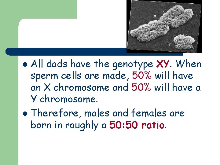 All dads have the genotype XY. When sperm cells are made, 50% will have