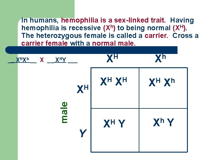 In humans, hemophilia is a sex-linked trait. Having hemophilia is recessive (Xh) to being
