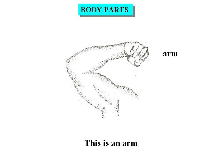 BODY PARTS arm This is an arm 