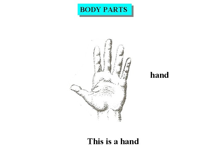 BODY PARTS hand This is a hand 
