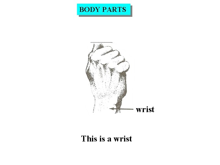 BODY PARTS wrist This is a wrist 