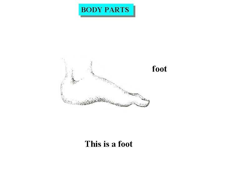 BODY PARTS foot This is a foot 
