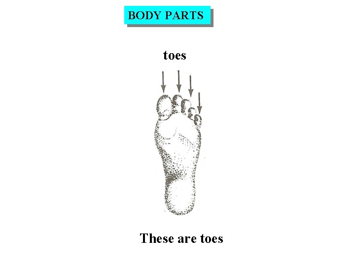 BODY PARTS toes These are toes 