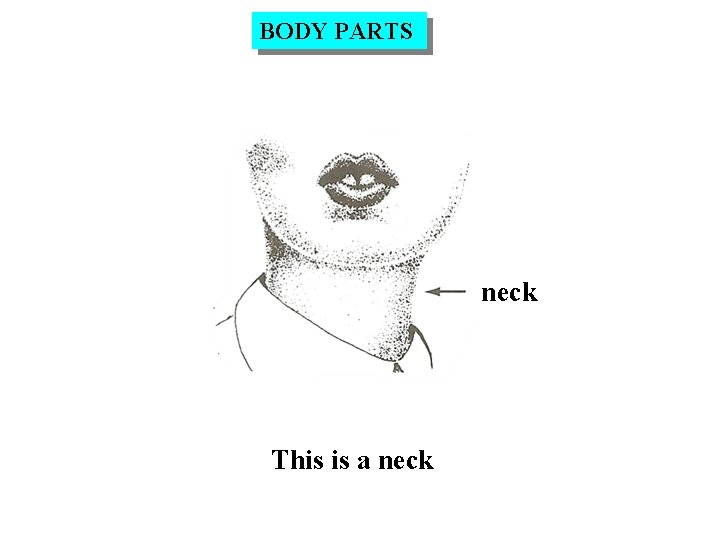 BODY PARTS neck This is a neck 