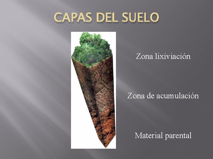 CAPAS DEL SUELO Zona lixiviación Zona de acumulación Material parental CAPAS DEL SUELO Zona lixiviación Zona de acumulación Material parental