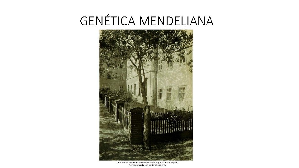 GENÉTICA MENDELIANA 