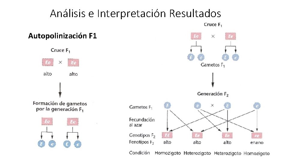 Análisis e Interpretación Resultados Autopolinización F 1 