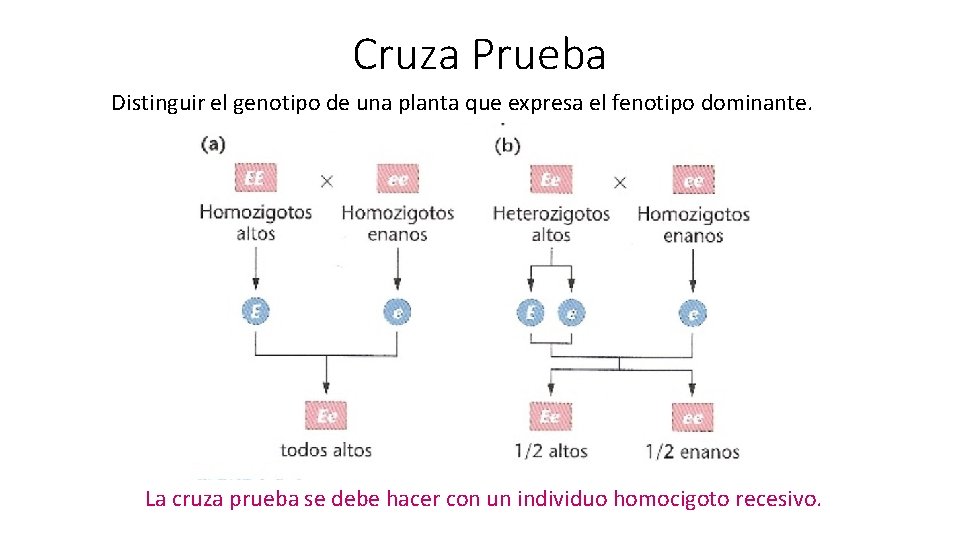 Cruza Prueba Distinguir el genotipo de una planta que expresa el fenotipo dominante. La
