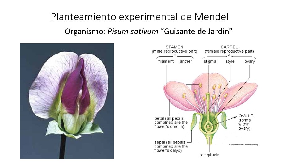 Planteamiento experimental de Mendel Organismo: Pisum sativum “Guisante de Jardín” 