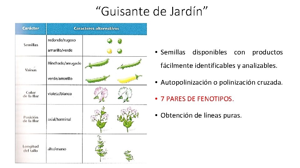 “Guisante de Jardín” • Semillas disponibles con productos fácilmente identificables y analizables. • Autopolinización