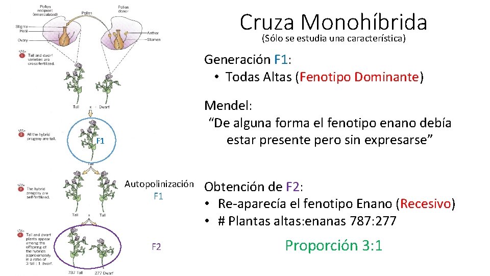Cruza Monohíbrida (Sólo se estudia una característica) Generación F 1: • Todas Altas (Fenotipo