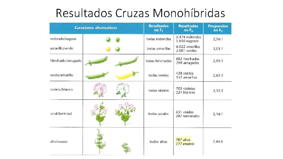 Resultados Cruzas Monohíbridas 
