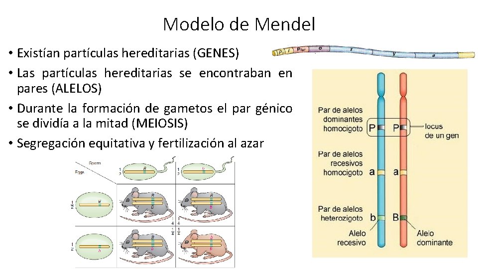 Modelo de Mendel • Existían partículas hereditarias (GENES) • Las partículas hereditarias se encontraban