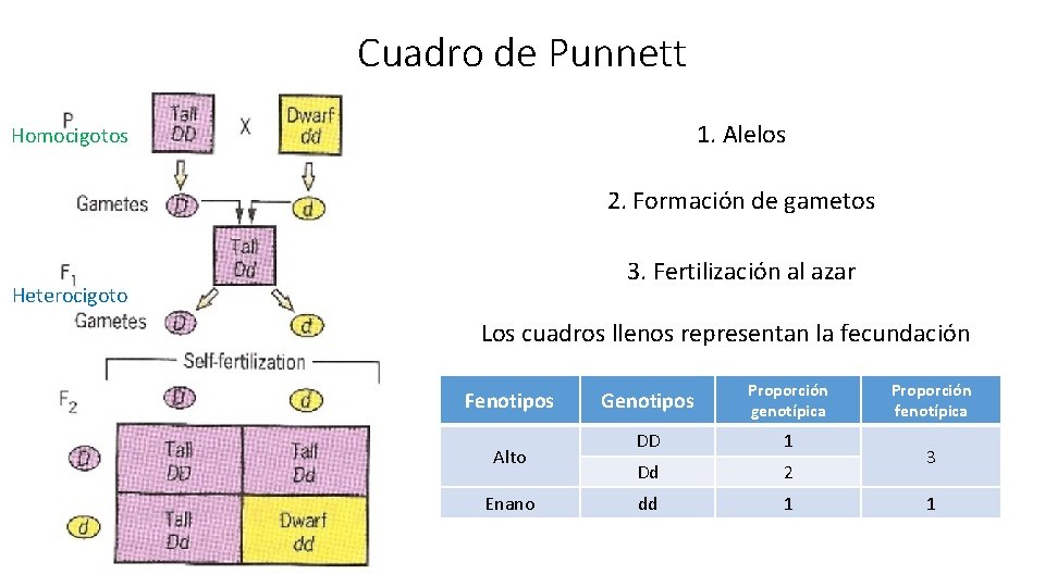 Cuadro de Punnett 1. Alelos Homocigotos 2. Formación de gametos 3. Fertilización al azar
