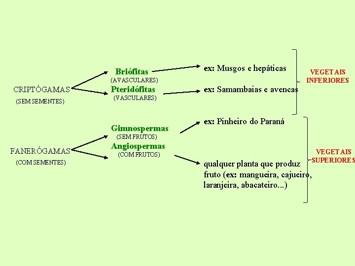 Briófitas ex: Musgos e hepáticas (AVASCULARES) CRIPTÓGAMAS (SEM SEMENTES) Pteridófitas VEGETAIS INFERIORES ex: Samambaias Briófitas ex: Musgos e hepáticas (AVASCULARES) CRIPTÓGAMAS (SEM SEMENTES) Pteridófitas VEGETAIS INFERIORES ex: Samambaias