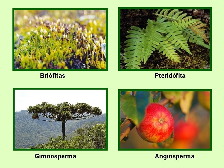 hepáticas Briófitas Gimnosperma Pteridófita Angiosperma hepáticas Briófitas Gimnosperma Pteridófita Angiosperma
