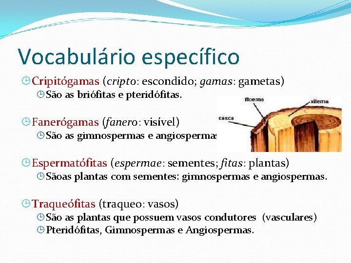 Vocabulário específico Cripitógamas (cripto: escondido; gamas: gametas) São as briófitas e pteridófitas. Fanerógamas (fanero: Vocabulário específico Cripitógamas (cripto: escondido; gamas: gametas) São as briófitas e pteridófitas. Fanerógamas (fanero: