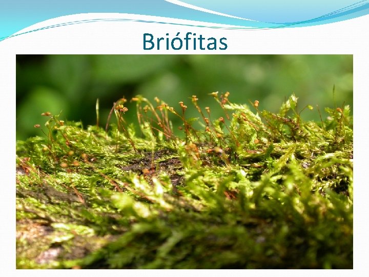 Briófitas Briófitas