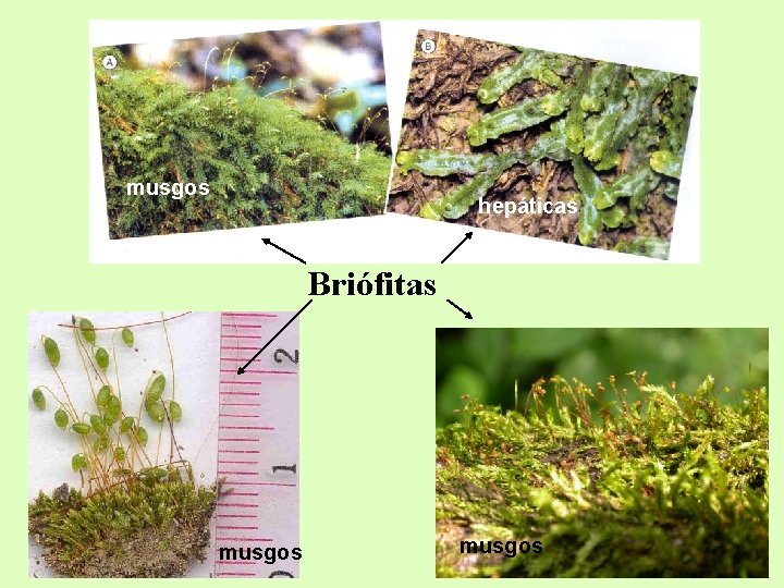 musgos hepáticas Briófitas musgos musgos hepáticas Briófitas musgos
