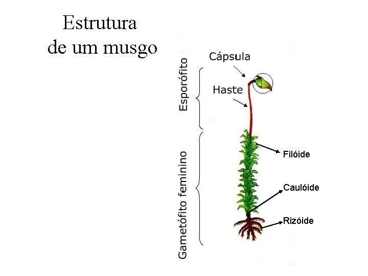 Estrutura de um musgo Filóide Caulóide Rizóide Estrutura de um musgo Filóide Caulóide Rizóide