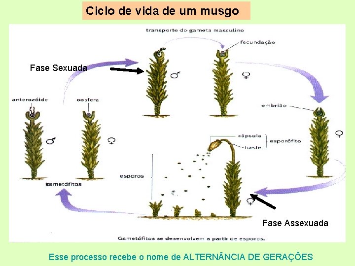 Ciclo de vida de um musgo Fase Sexuada Fase Assexuada Esse processo recebe o Ciclo de vida de um musgo Fase Sexuada Fase Assexuada Esse processo recebe o