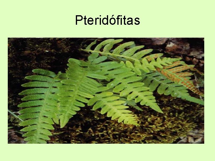 Pteridófitas Pteridófitas
