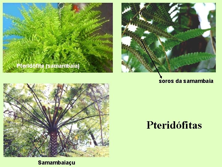 Pteridófita (samambaia) soros da samambaia Pteridófitas Samambaiaçu Pteridófita (samambaia) soros da samambaia Pteridófitas Samambaiaçu