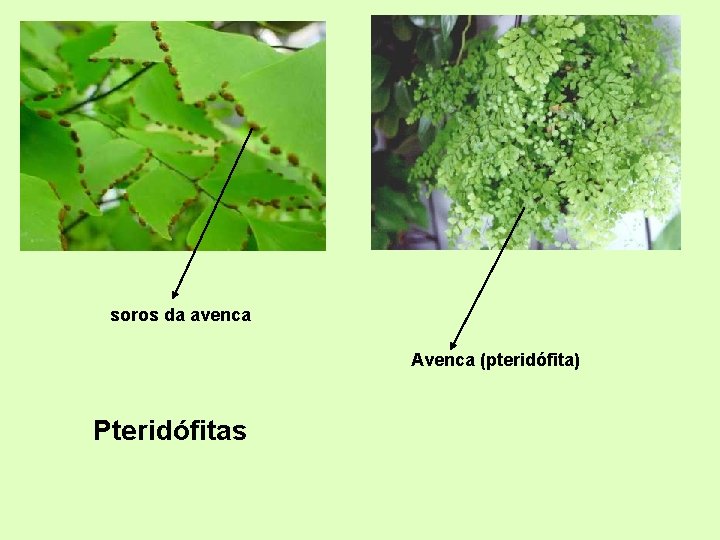 soros da avenca Avenca (pteridófita) Pteridófitas soros da avenca Avenca (pteridófita) Pteridófitas