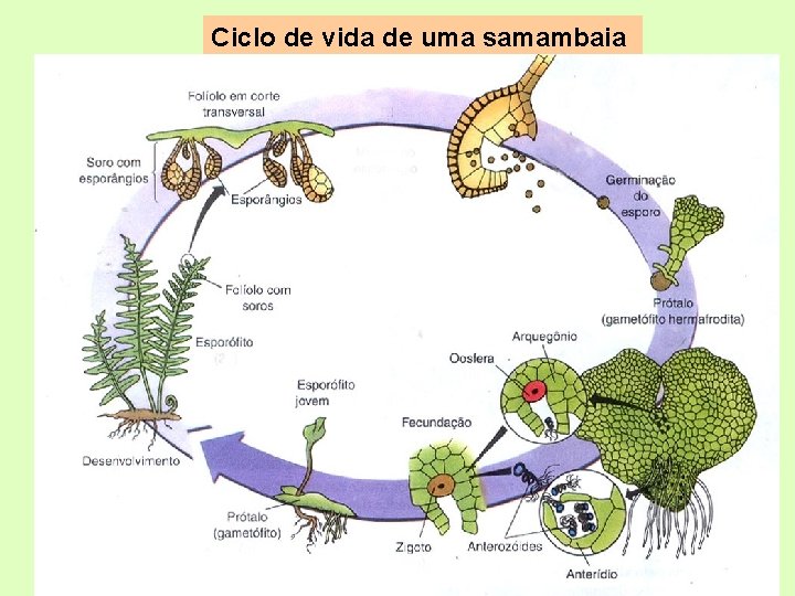 Ciclo de vida de uma samambaia Ciclo de vida de uma samambaia