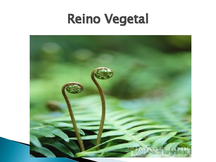 Reino Vegetal Reino Vegetal