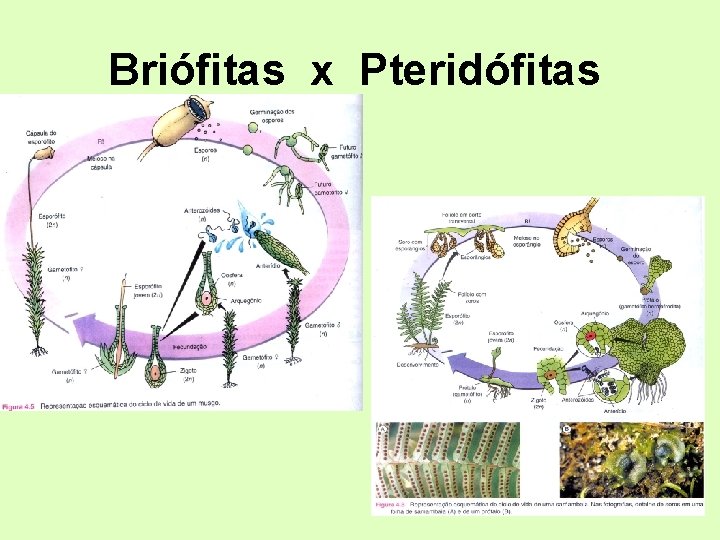 Briófitas x Pteridófitas Briófitas x Pteridófitas